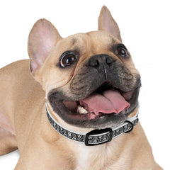 Dog Collar- Black Lace