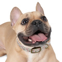 Dog Collar- White and Pink Roses