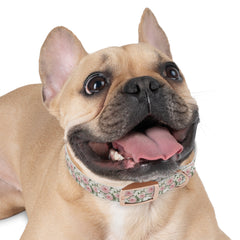 Dog Collar- White and Pink Roses