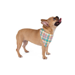 Pet Bandana - Teal & Pink Plaid