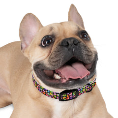 Dog Collar- Rainbow Hearts