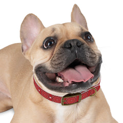 Dog Collar- Red Bandana