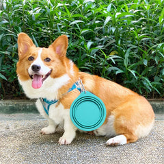 Collapsible Dog Bowl- 2 sizes